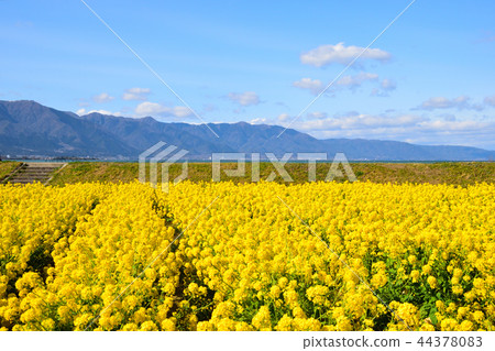 Rape field Moriyama Daiichi Nagisa park Rape field Moriyama Daiichi Nagisa park 44378083
