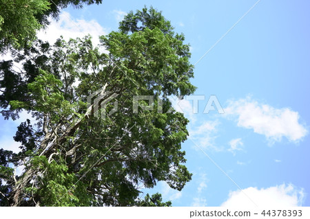 Cedar  44378393