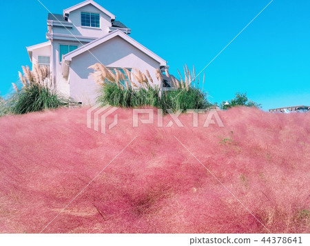 Pink mull Pink mull 44378641