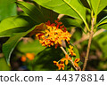 Osmanthus 44378814