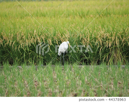 Egret and rice ear 44378963