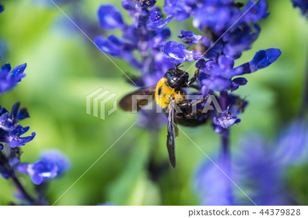 薰衣草7 薰衣草7 44379828