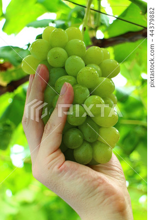 Male hand picking grapes Male hand picking grapes 44379882