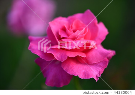 Autumn roses "love" 44380064