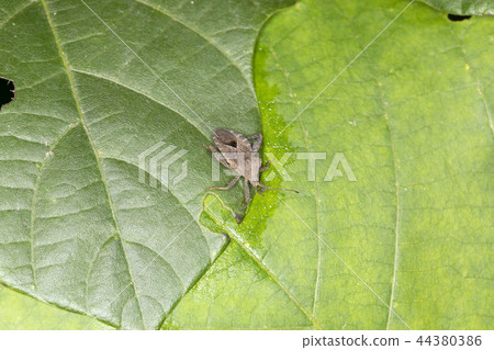 Hojoki bug 44380386