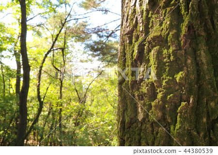 Mountain landscape, city landscape, autumn landscape Mountain landscape, city landscape, autumn landscape 44380539
