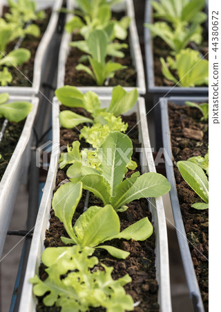 Hydroponic farm Hydroponic farm 44380672