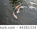 鯉魚 44381334