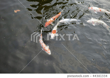 鯉魚 44381334