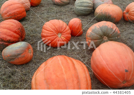 Pumpkin  44381405