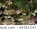 花 44381541