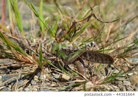 Tonosama beatta的產卵 44381664