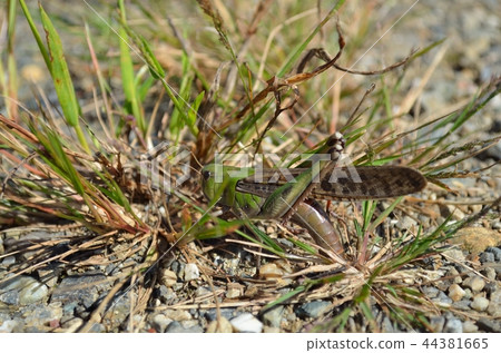 Tonosama beatta的產卵 Tonosama beatta的產卵 44381665