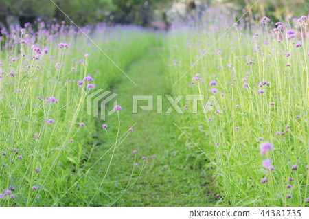 Plantation of flower with sunrise. 44381735