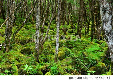 Shirakomaike Yachiho plateau Shirakomaike Yachiho plateau 44382431