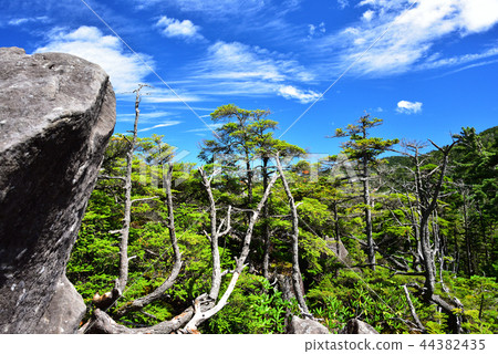 Shirakomaike Yachiho高原 Shirakomaike Yachiho高原 44382435
