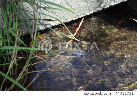 山羊釣魚 44382731