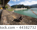 Pinecone and Okutama Lake 44382732