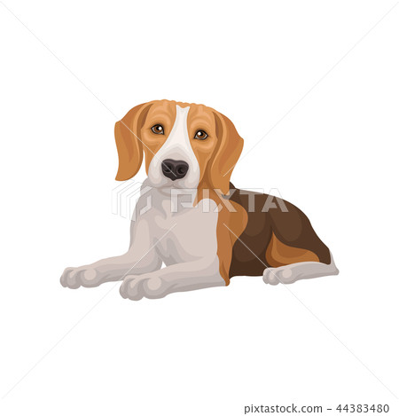 beagle muzzle
