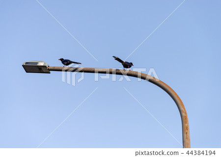 動物鳥Urocissa caerulea Yamamusume道路燈 動物鳥Urocissa caerulea Yamamusume道路燈 44384194