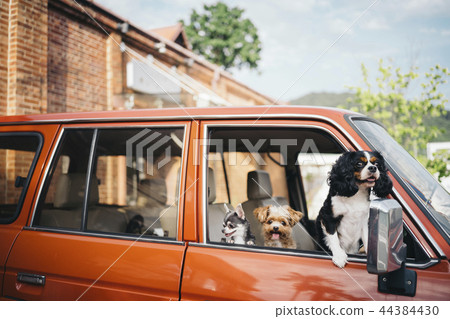 Three dogs looking here from a car window Three dogs looking here from a car window 44384430