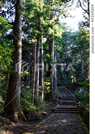 Kumano Kodo Daimonzaka Nachiyama Stone steps / near the Daimon ruins (Wakayama Prefecture Tohaku-gun Nachi Katsuura-cho) 44384809