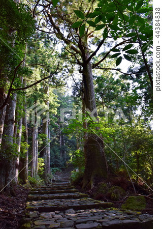 Kumano Kodo Daimonzaka Nachiyama石階/ Daimon遺址附近(和歌山縣Tohaku-gun Nachi Katsuura-cho) Kumano Kodo Daimonzaka Nachiyama石階/ Daimon遺址附近(和歌山縣Tohaku-gun Nachi Katsuura-cho) 44384838