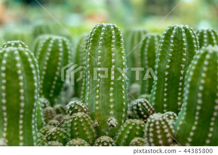 Close up group of green cactus background Close up group of green cactus background 44385800