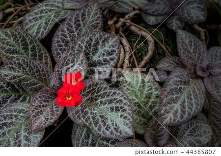 Episcia Cupreata beautiful red flower Episcia Cupreata beautiful red flower 44385807
