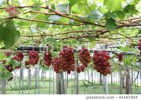Grapes that are the bells of the vineyard Grapes that are the bells of the vineyard 44385904