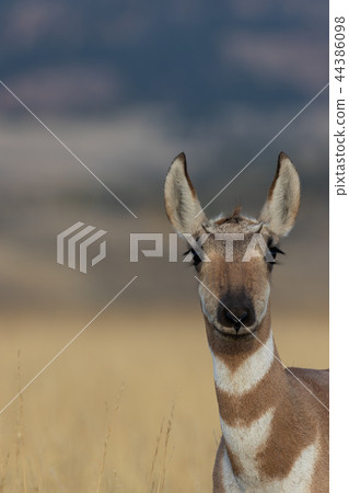 Pronghorn antelope Doe Pronghorn antelope Doe 44386098