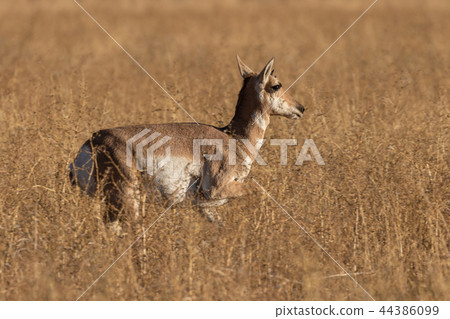Pronghorn antelope Doe 44386099