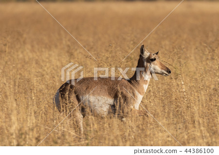 Pronghorn antelope Doe Pronghorn antelope Doe 44386100