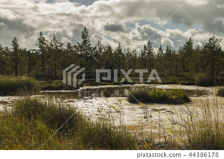 Walking trail in a swamp of Kemeri National Park 44386178