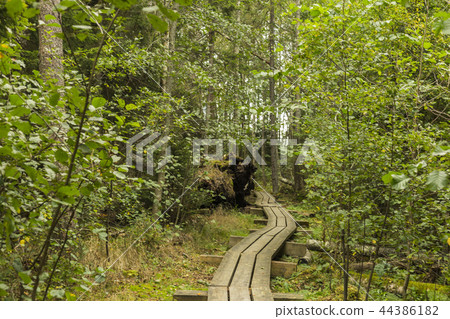 Walking trail in a swamp of Kemeri National Park Walking trail in a swamp of Kemeri National Park 44386182