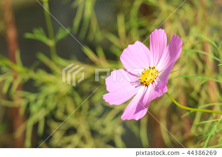 Autumn Flowers, Beautiful Autumn Cosmos, Cosmos Fall Autumn Landscape Autumn Flowers, Beautiful Autumn Cosmos, Cosmos Fall Autumn Landscape 44386269