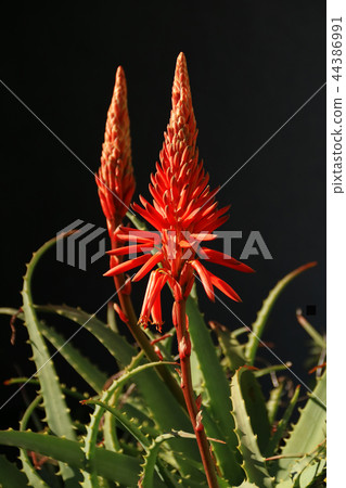 蘆薈 蘆薈 44386991