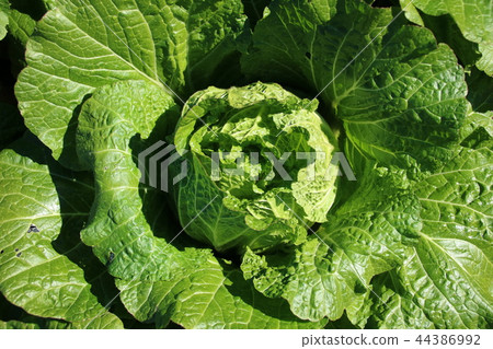 中國的白菜 44386992