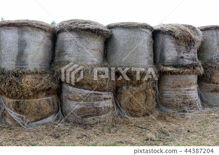 dry straw and hay prepared for livestock feed dry straw and hay prepared for livestock feed 44387204