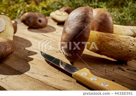 beautiful brown boletus mushroom and a knife on an old wooden board in an autumn forest beautiful brown boletus mushroom and a knife on an old wooden board in an autumn forest 44388391