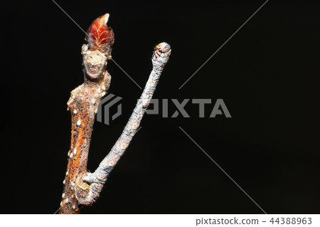 A kind of larva of Eda Shak (right mimic) A kind of larva of Eda Shak (right mimic) 44388963