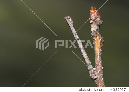 A kind of larva of Eda Shak (left mimic) 44389017