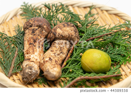 松茸蘑菇/松茸 44389338