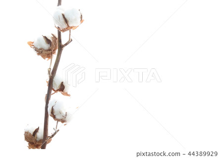 Cotton Cotton 44389929