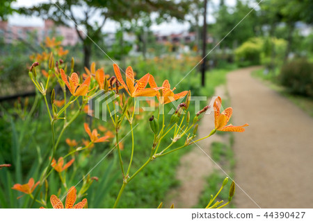 Blackberry Lily flower in korea 44390427