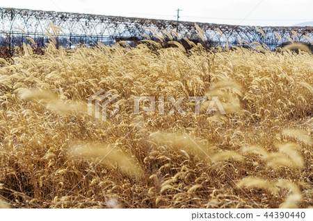 tall wild reeds tall wild reeds 44390440