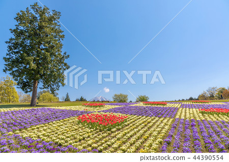 Flower hill which overlooks Oyama-spring Flower hill which overlooks Oyama-spring 44390554