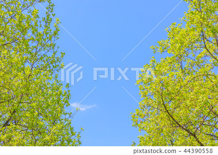 Fresh green turquoise frame 44390558