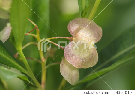 自然植物Hauteiwaki，其名稱來自這種水果的形式？顏色為綠色，粉紅色，棕色 44391010