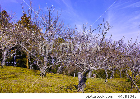 Landscape of Taura plum forest Landscape of Taura plum forest 44391043